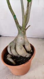 Planta Simples 3167 – 45cm – 04 anos - Imagem 10