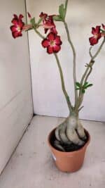 Planta Simples 3167 – 45cm – 04 anos - Imagem 9