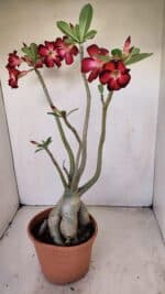 Planta Simples 3167 – 45cm – 04 anos - Imagem 8