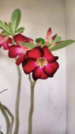 Planta Simples 3167 – 45cm – 04 anos - Imagem 5