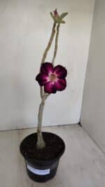 Planta Simples 3168 – 35cm – 03 anos - Imagem 2