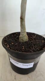 Planta Simples 3168 – 35cm – 03 anos - Imagem 5