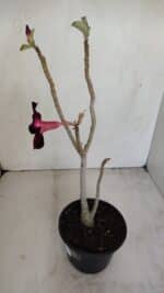 Planta Simples 3168 – 35cm – 03 anos - Imagem 4