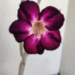 Planta Simples 3168 – 35cm – 03 anos