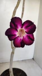 Planta Simples 3168 – 35cm – 03 anos