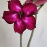 Planta Simples 3169 – 30cm – 03 anos