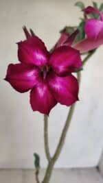 Planta Simples 3169 – 30cm – 03 anos