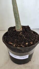 Planta Simples 3169 – 30cm – 03 anos - Imagem 6