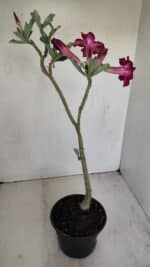 Planta Simples 3169 – 30cm – 03 anos - Imagem 5