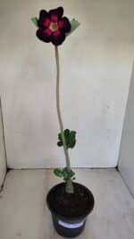 Planta Simples 3170 – 35cm – 03 anos - Imagem 2