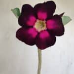 Planta Simples 3170 – 35cm – 03 anos