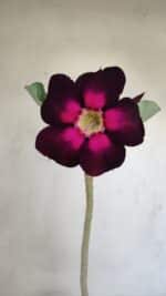 Planta Simples 3170 – 35cm – 03 anos