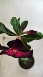 Planta Simples 3170 – 35cm – 03 anos - Imagem 4