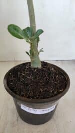 Planta Simples 3170 – 35cm – 03 anos - Imagem 6