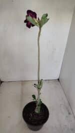 Planta Simples 3170 – 35cm – 03 anos - Imagem 5