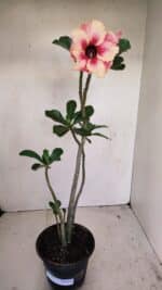 Planta Simples 3171 – 35cm – 03 anos - Imagem 2