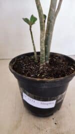 Planta Simples 3171 – 35cm – 03 anos - Imagem 8