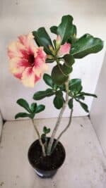 Planta Simples 3171 – 35cm – 03 anos - Imagem 5