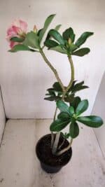 Planta Simples 3171 – 35cm – 03 anos - Imagem 7