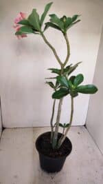 Planta Simples 3171 – 35cm – 03 anos - Imagem 6