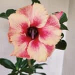 Planta Simples 3171 – 35cm – 03 anos