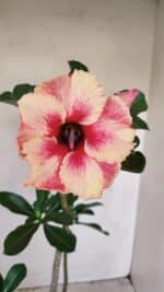 Planta Simples 3171 – 35cm – 03 anos