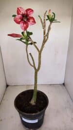 Planta Simples 3172 – 40cm – 03 anos - Imagem 2