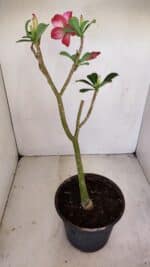 Planta Simples 3172 – 40cm – 03 anos - Imagem 5