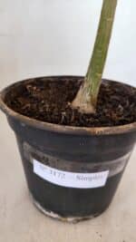 Planta Simples 3172 – 40cm – 03 anos - Imagem 7