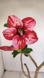 Planta Simples 3172 – 40cm – 03 anos