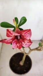 Planta Simples 3172 – 40cm – 03 anos - Imagem 4