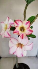 Planta Simples 3173 – 35cm – 03 anos - Imagem 3