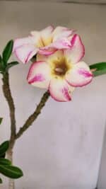 Planta Simples 3173 – 35cm – 03 anos - Imagem 9