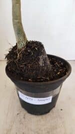 Planta Simples 3173 – 35cm – 03 anos - Imagem 8