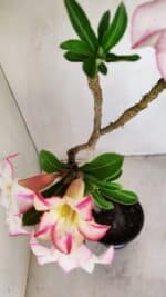 Planta Simples 3173 – 35cm – 03 anos - Imagem 7