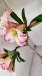 Planta Simples 3173 – 35cm – 03 anos - Imagem 4