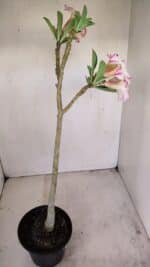 Planta Simples 3173 – 35cm – 03 anos - Imagem 5