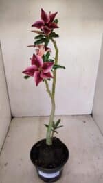 Planta Simples 3174 – 35cm – 03 anos - Imagem 2