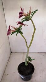 Planta Simples 3174 – 35cm – 03 anos - Imagem 7