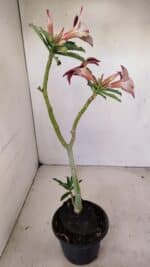 Planta Simples 3174 – 35cm – 03 anos - Imagem 6