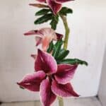 Planta Simples 3174 – 35cm – 03 anos