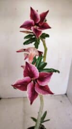 Planta Simples 3174 – 35cm – 03 anos