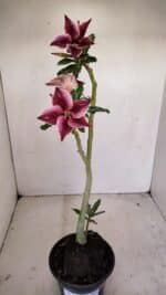 Planta Simples 3174 – 35cm – 03 anos - Imagem 5