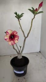 Planta Simples 3175 – 30cm – 03 anos - Imagem 2