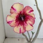 Planta Simples 3175 – 30cm – 03 anos