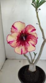 Planta Simples 3175 – 30cm – 03 anos