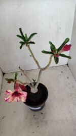 Planta Simples 3175 – 30cm – 03 anos - Imagem 4