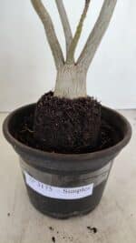 Planta Simples 3175 – 30cm – 03 anos - Imagem 7