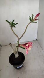 Planta Simples 3175 – 30cm – 03 anos - Imagem 6