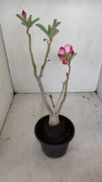 Planta Simples 3175 – 30cm – 03 anos - Imagem 5